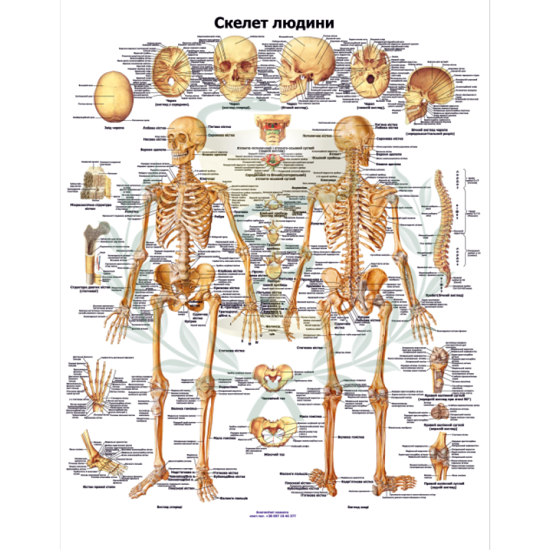 Анатомический плакат Скелет человека 67*86 см Медицинский плакат Скелет человека плакат Анатомический плакат Скелет человека 67*86 см Медицинский плакат Скелет человека плакат