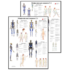 Комплект Плакатів Міофасціальні ланцюги 86×67см Комплект плакатів із 2 частин Вивчення міофасціальних і м“язових ланцюгів анатомі