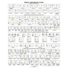 Плакат Карта Тригерних точок 86×67см Плакат з тригерними точками голови та шиї Плакат для масажного кабінету
