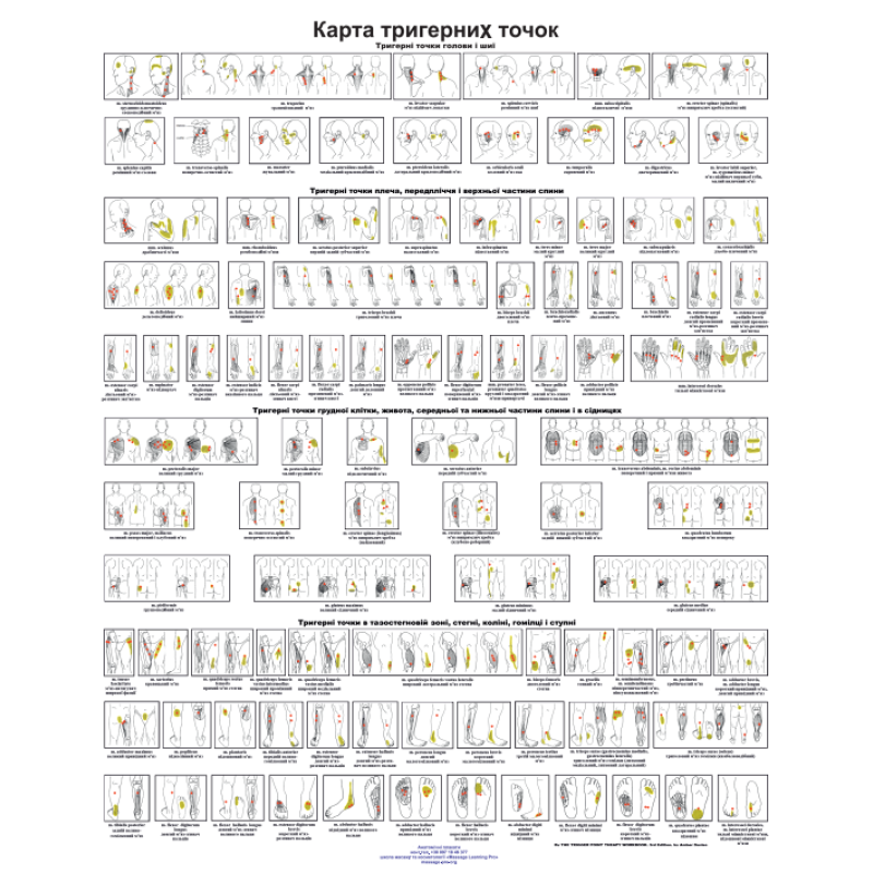 Плакат Карта Тригерних точок 86×67см Плакат з тригерними точками голови та шиї Плакат для масажного кабінету