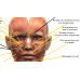 Анатомічний плакат М“язи обличчя з описом емоцій 50х67 см. Плакат для навчальних центрів Плакат із м“язами обличчя людини Анатомічний плакат М“язи обличчя з описом емоцій 50х67 см. Плакат для навчальних центрів Плакат із м“язами обличчя людини