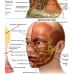 Анатомічний плакат Судини лімфовузли та нерви обличчя 52х67 см Плакат з анатомії Освітній плакат з анатомії