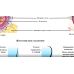 Анатомічний плакат Будова волосяного фолікула 52х67 см Освітні плакати з анатомії