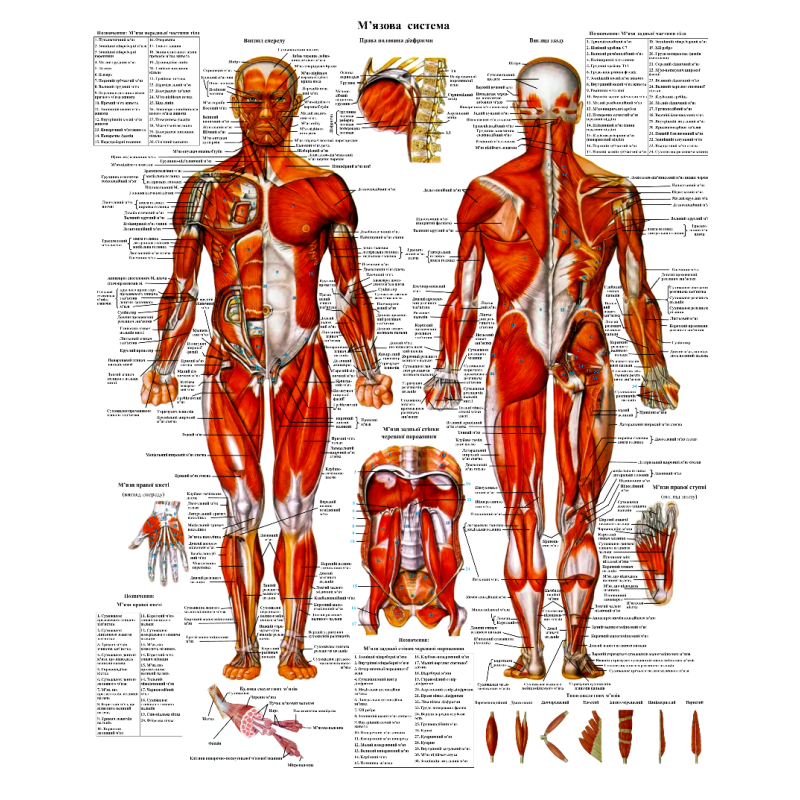 Анатомічний плакат М“язова система 86×67см
