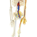 Модель Скелета людини із серцем і судинами 85 см