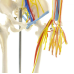 Модель Скелета людини із серцем і судинами 85 см