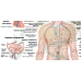 Анатомічний плакат Лімфатична система 86×67 см Навчальний плакат із лімфатичною системою людини