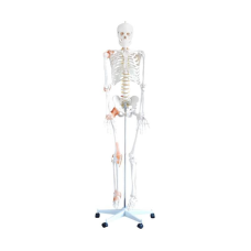 Анатомічна модель скелета людини HeineScientific Збірна модель скелета людини Детальна модель скелета людини