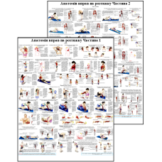 Анатомічний комплект плакатів для  стретчінга м“язів 67*86см. Плакат анатомії та розтягування м“язів