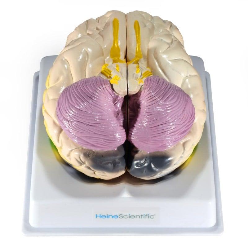 Модель мозку з функціональними полями