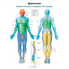 Плакат Дерматом 86х67 см