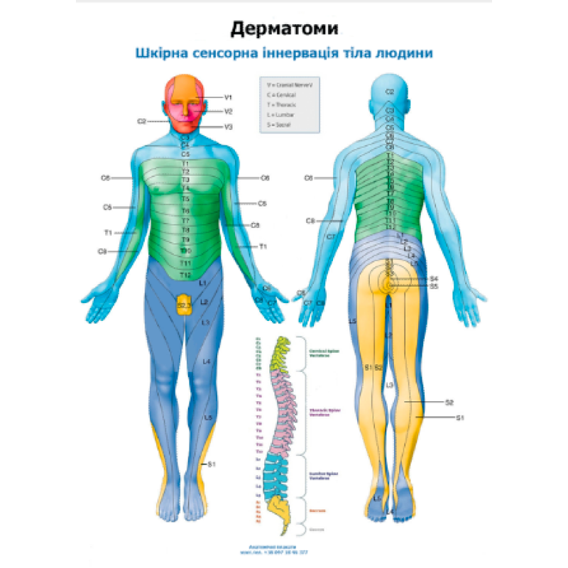 Плакат Дерматом 86х67 см