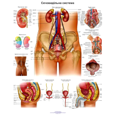 Анатомічний плакат Сечовидільна система 50*64.5см