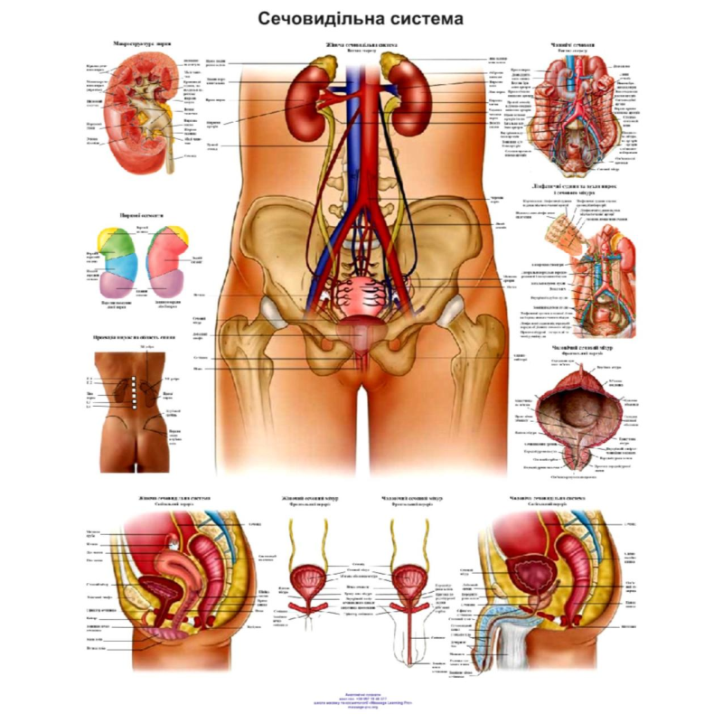 Анатомічний плакат Сечовидільна система 50*64.5см