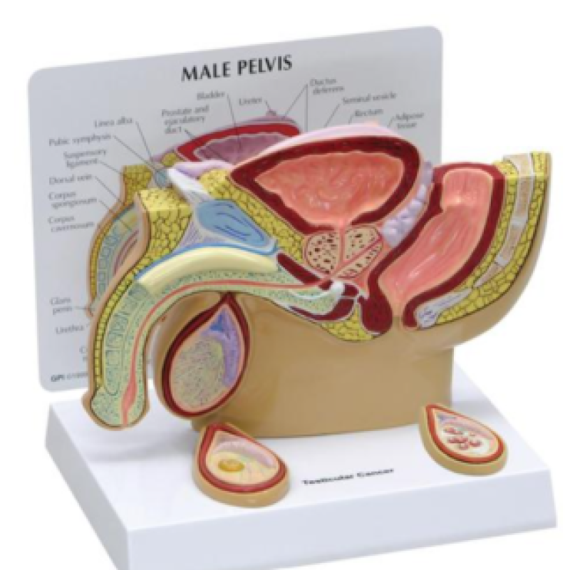 МОДЕЛЬ ЧОЛОВІЧОГО ТАЗУ З ВИДІЛЕНОЮ ПРОСТАТОЮ