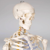 Анатомічна модель Скелет людини 181 см Макет скелета людини Навчальна модель людини
