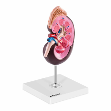 Нирка - анатомічна модель - масштаб 1,5:1