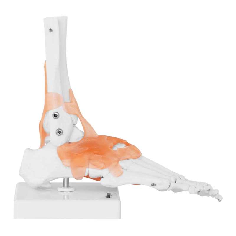 Анатомічна модель PHY-FM-1 Гомілковостопний суглоб зі зв“язками Будова стопи Навчальний посібник