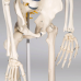 Анатомічна модель Скелет людини 181 см Макет скелета людини Навчальна модель людини
