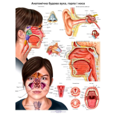 Плакат Анатомічна будова вуха горла та носа 67*86 см Медичний плакат Анатомічний плакат