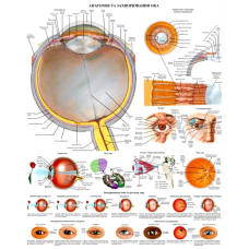 Плакат Анатомія та захворювання ока 67*86 см Деталізований плакат Плакат для вищих навчальних закладів