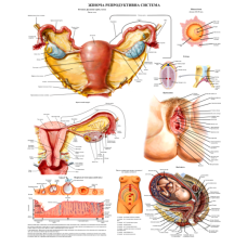 Плакат ,,Репродуктивна система жінки“ 50*64.5 см