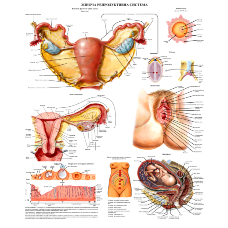 Плакат ,,Репродуктивна система жінки“ 50*64.5 см