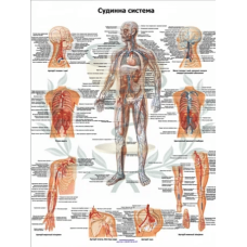 Анатомічний навчальний плакат судинна система людини 50 x 64.5 см