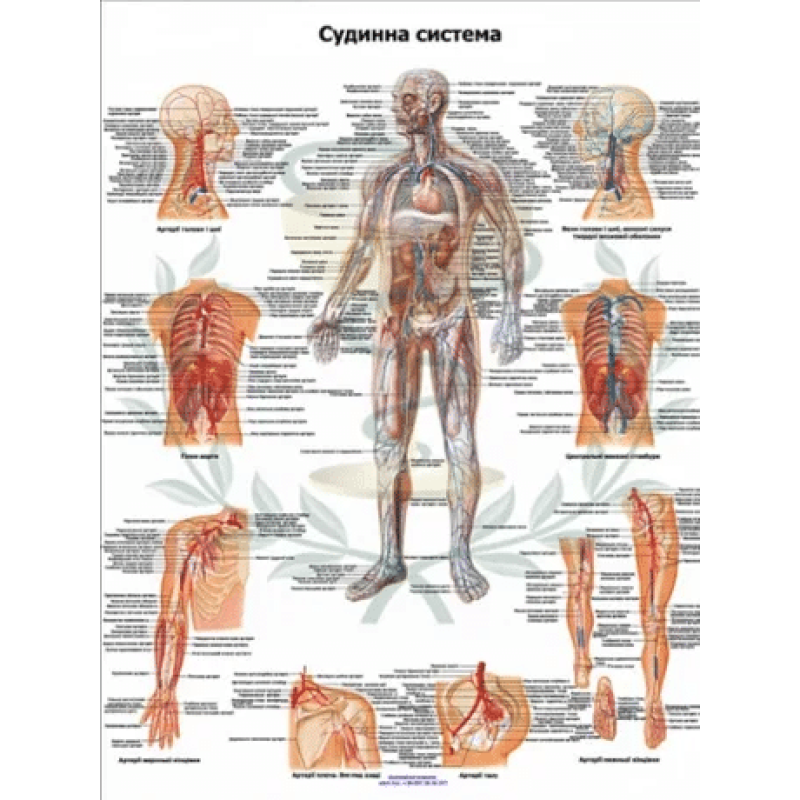 Анатомічний навчальний плакат судинна система людини 50 x 64.5 см