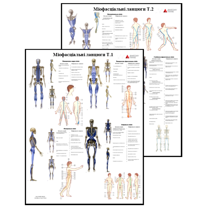 Плакат Міофасціальні ланцюги Анатомічні поїзди  -комплект з 2 частин. 50 x 64.5 см