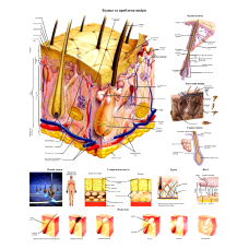 Анатомічний плакат - Будова і проблеми шкіри 50 x 64.5 см