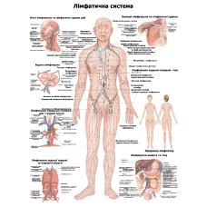 Анатомічний  плакат Лімфатична система 50×64.5см.