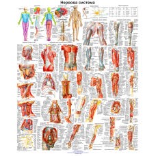 Анатомічний плакат Периферична нервова система людини 86х67 см Професійний медичний плакат