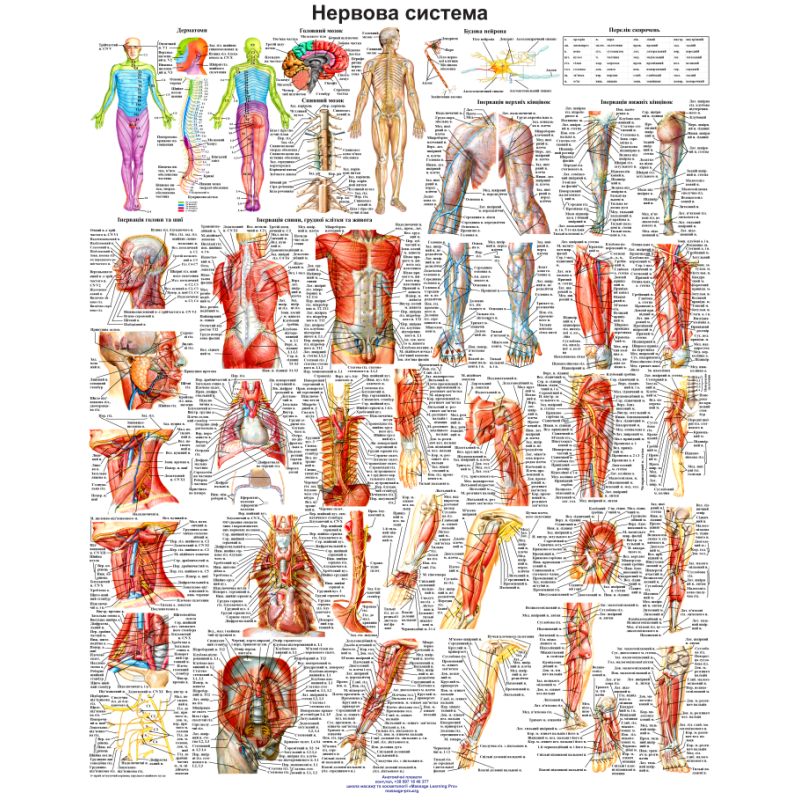 Анатомічний плакат Периферична нервова система людини 86х67 см Професійний медичний плакат
