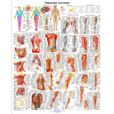 Анатомічний плакат Переферична ервова системи 50х64.5см