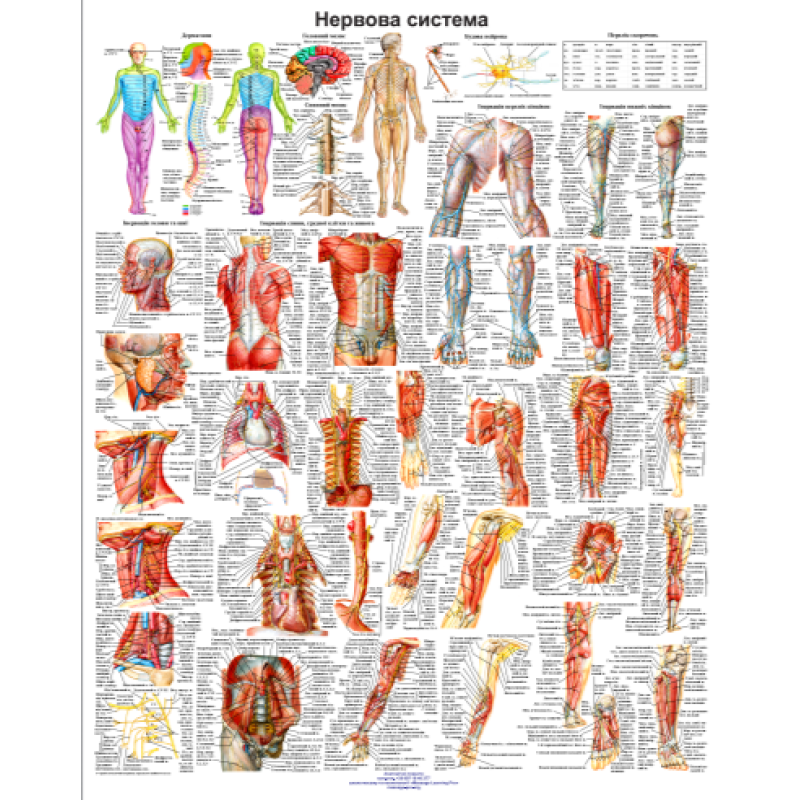 Анатомічний плакат Переферична ервова системи 50х64.5см