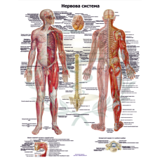 Анатомічний плакат  Нервова система людини 50х64.5см