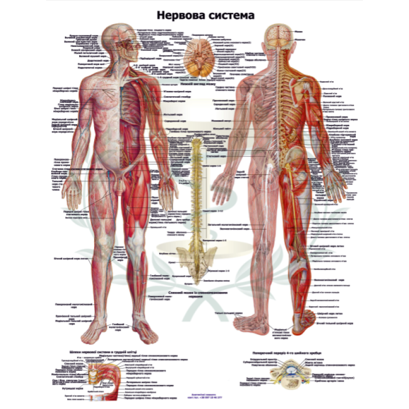 Анатомічний плакат Нервова система людини 67*86 см Медичний анатомічний плакат Плакат навчальний Анатомічний плакат Нервова система людини 67*86 см Медичний анатомічний плакат Плакат навчальний