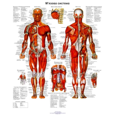 Анатомічний плакат М“язова система 50*64.5см