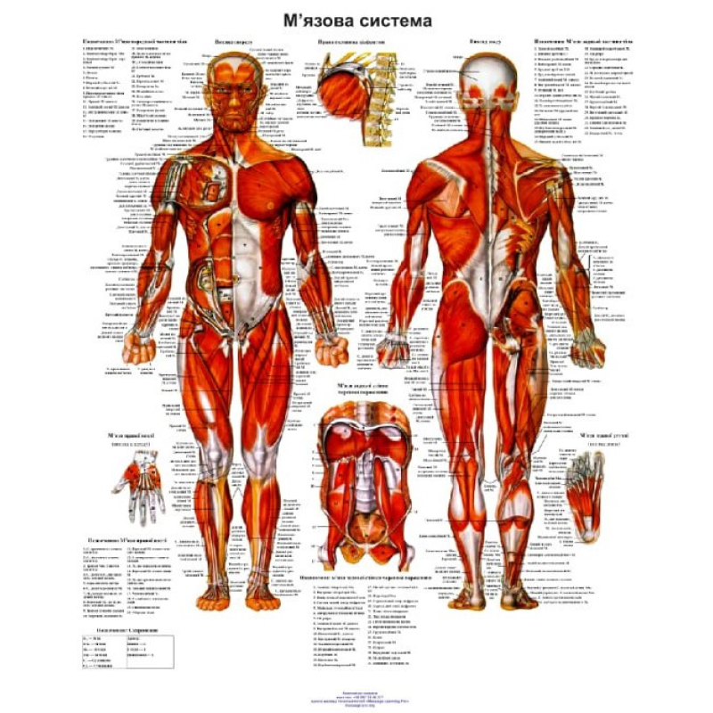 Анатомічний плакат М“язова система 50*64.5см