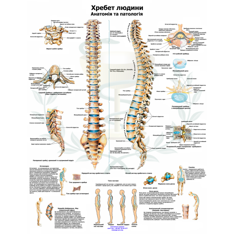 Навчальний анатомічний плакат Хребет людини 50×64.5 см