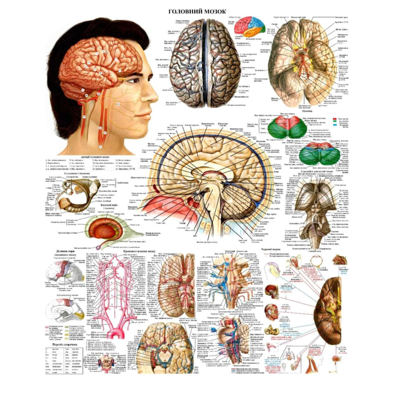 Анатомічний плакат Мозок людини 50х64.5см