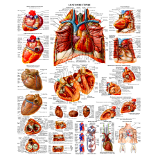 Плакат Анатомія серця 67*86 см Демонстраційний плакат Плакат з анатомією серця Анатомічний плакат