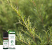 ЕФІРНА ОЛІЯ ЧАЙНОГО ДЕРЕВА OLIOSEPTIL / HUILE ESSENTIELLE TEA TREE - ХЕМОТИПОВАНА ОРГАНІЧНА HEBBD, 10 МЛ (OL23)