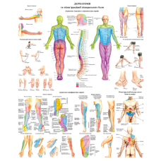 Плакат Дерматом 86х67 см Плакат із місцями ерадикації вісцерального болю Демонстраційний навчальний плакат