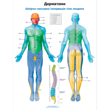 Плакат Дерматом 50 x 64.5 см