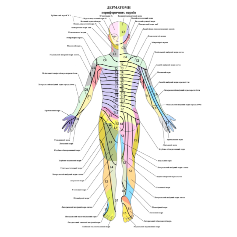 Плакат Дерматом 86х67 см Навчальний плакат Плакат для масажного кабінету Демонстраційний плакат