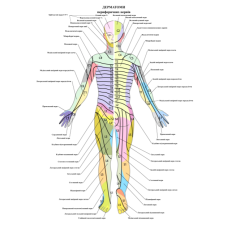Плакат Дерматом 50 x 64.5 см