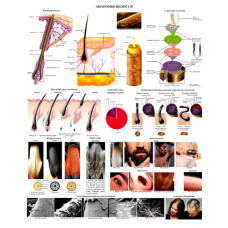 Плакат Анатомія  волосся 50×64,5см