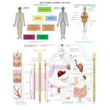 Анатомічний плакат Вегетативна нервова система людини 86*67 см Деталізовані анатомічні плакати